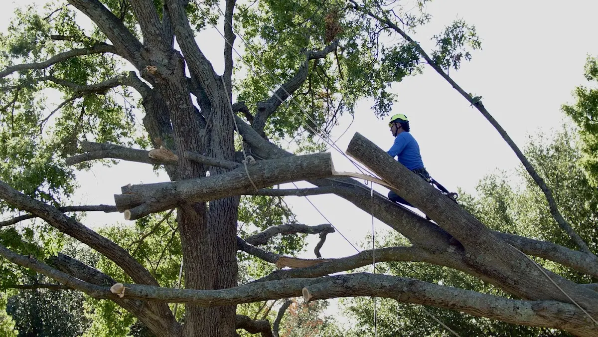 Professional Hazardous Tree Removal performed by certified arborists in Chilo