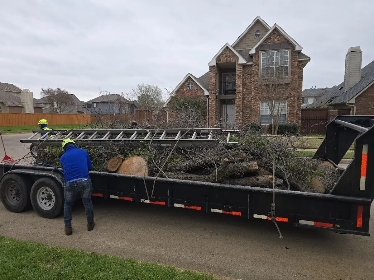 Expert Tree Removal with proper safety equipment in Chilo